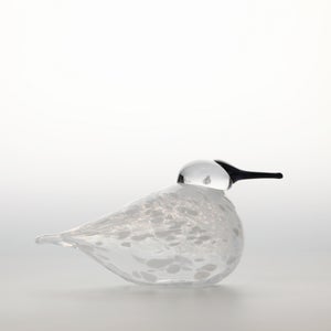 Birds Snow Finch 0035