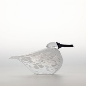 Birds Snow Finch 0036