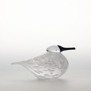 Birds Snow Finch 0038