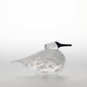 Birds Snow Finch 0039