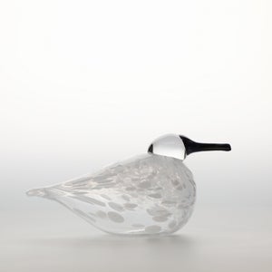 Birds Snow Finch 0041