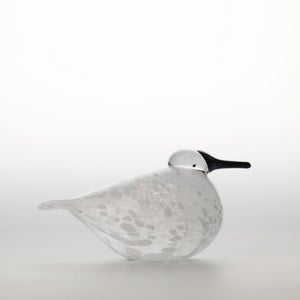 Birds Snow Finch 0042