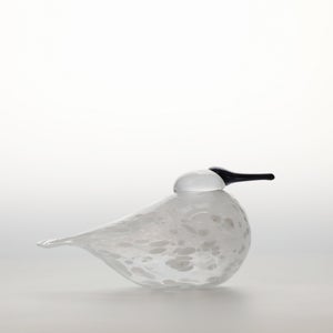 Birds Snow Finch 0043