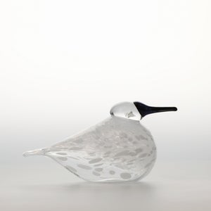 Birds Snow Finch 0044