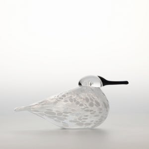 Birds Snow Finch 0045