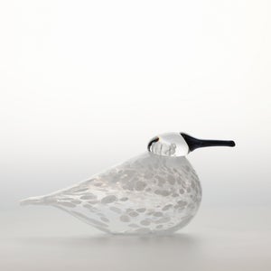 Birds Snow Finch 0046