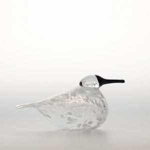 Birds Snow Finch 0047