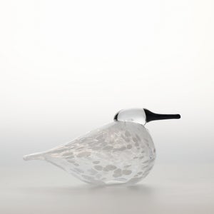 Birds Snow Finch 0048