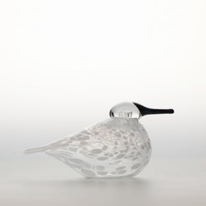 Birds Snow Finch 0049