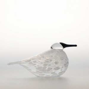 Birds Snow Finch 0050