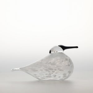 Birds Snow Finch 0052