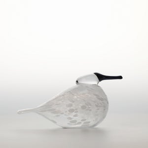 Birds Snow Finch 0053