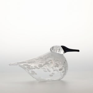 Birds Snow Finch 0054