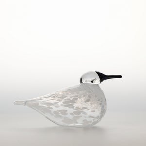 Birds Snow Finch 0055