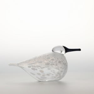 Birds Snow Finch 0056