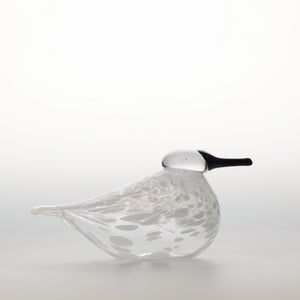 Birds Snow Finch 0057