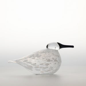 Birds Snow Finch 0058