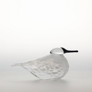 Birds Snow Finch 0059