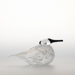 Birds Snow Finch 0060