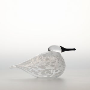 Birds Snow Finch 0061