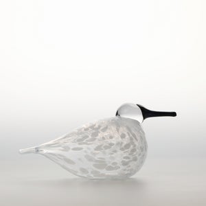 Birds Snow Finch 0062