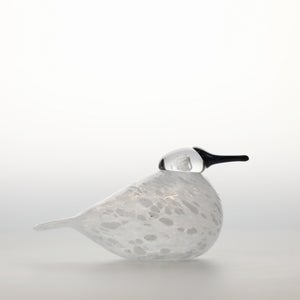 Birds Snow Finch 0063