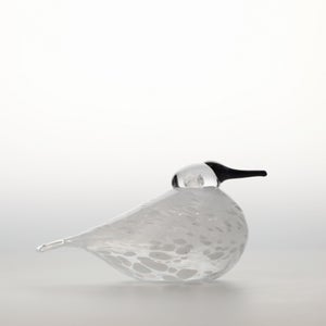 Birds Snow Finch 0064