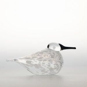 Birds Snow Finch 0065