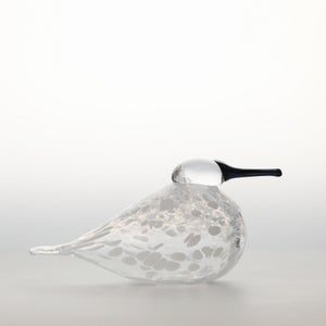 Birds Snow Finch 0066