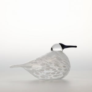 Birds Snow Finch 0067