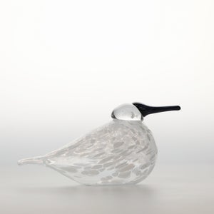 Birds Snow Finch 0068