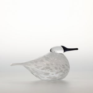 Birds Snow Finch 0069