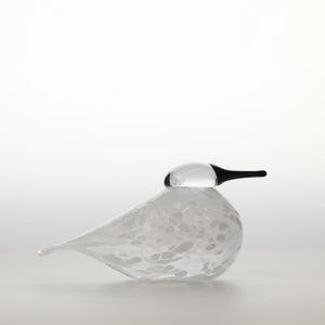 Birds Snow Finch 0070