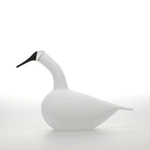 Birds Whooper Swan ホワイト 9260