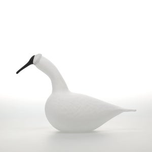 Birds Whooper Swan ホワイト 9268