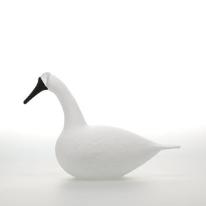 Birds Whooper Swan ホワイト 9321