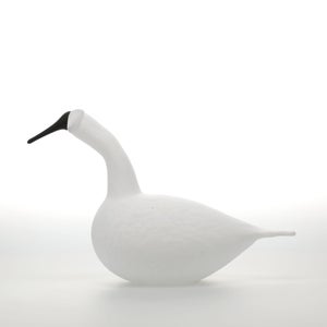 Birds Whooper Swan ホワイト 9327