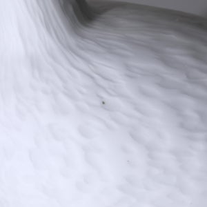 Birds Whooper Swan ホワイト 9327