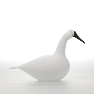Birds Whooper Swan ホワイト 9332