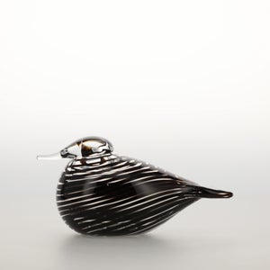 Birds Whip-Poor-Will 0386