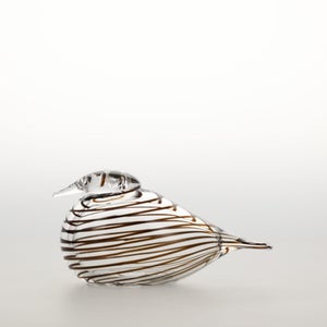 Birds Whip-Poor-Will 0390