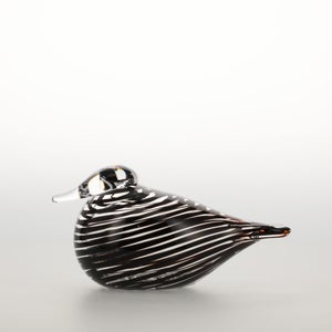 Birds Whip-Poor-Will 0393