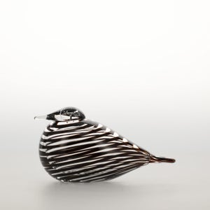 Birds Whip-Poor-Will 0394