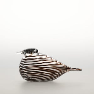 Birds Whip-Poor-Will 0398
