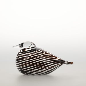 Birds Whip-Poor-Will 0403