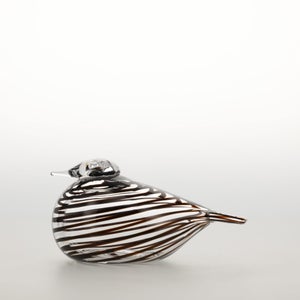 Birds Whip-Poor-Will 0407