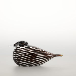 Birds Whip-Poor-Will 0414