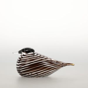 Birds Whip-Poor-Will 0417