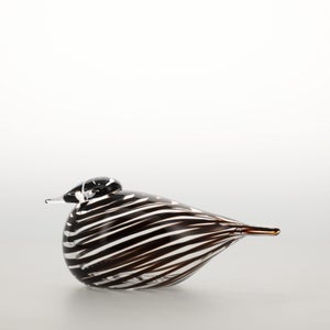 Birds Whip-Poor-Will 0424