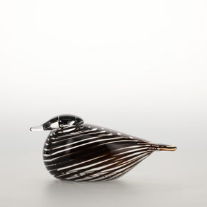Birds Whip-Poor-Will 0427